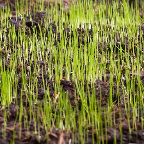 Edging/Stakes/Weed Barrier/Grass Seed/Straw